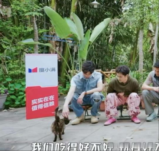 龚俊是小猫诱捕器小猫走过来让龚俊撸 龚俊撸猫现场变身人形猫薄荷！三花猫主动蹭手还