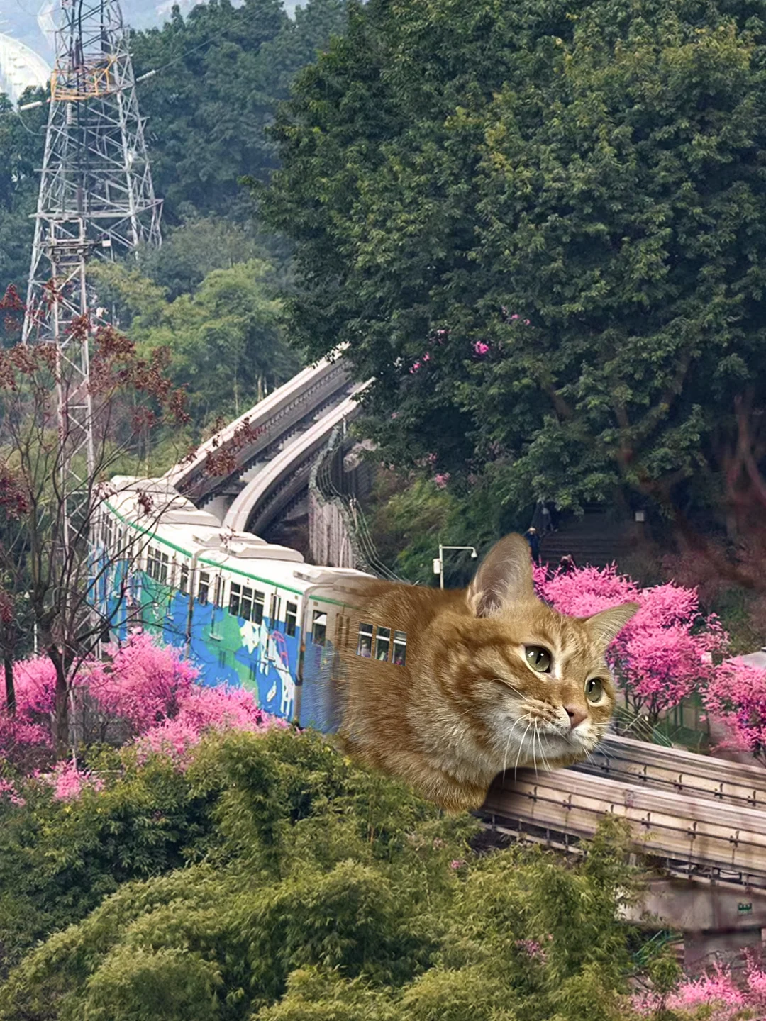 春天，来重庆坐猫猫车！