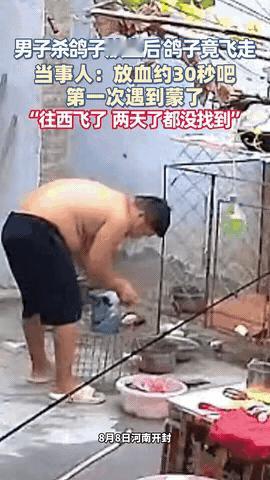 “这鸽子怕不是成精了！”河南开封一男子本想给媳妇炖鸽子汤补身体，抓了自家养的鸽子