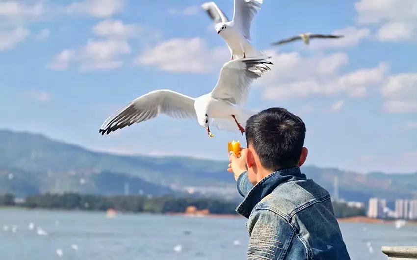 云南昆明又到最佳观鸥季啦！每年11月，红嘴鸥就会从西伯利亚飞来。自1985年起，