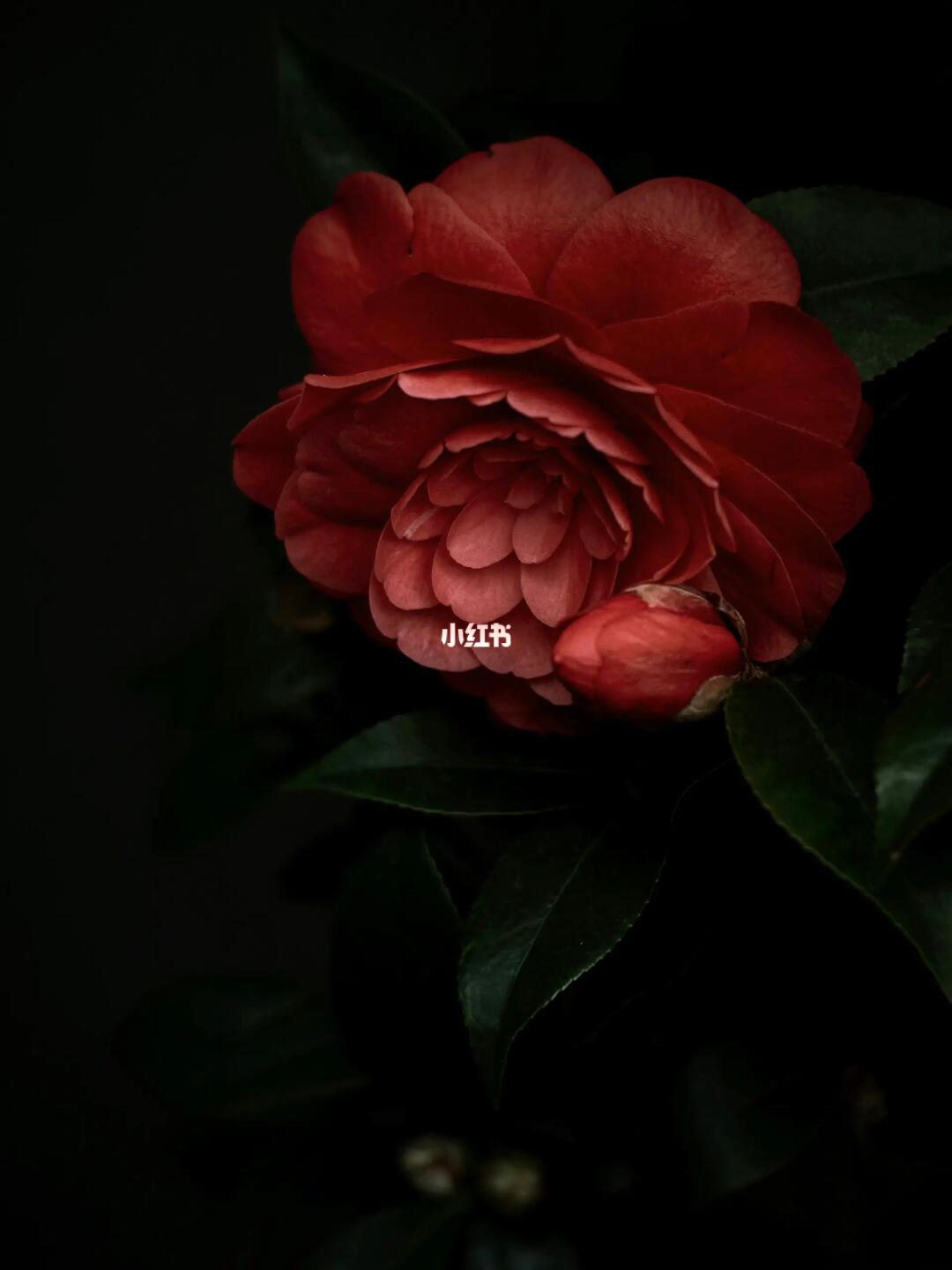 想看看大家拍的山茶花照片