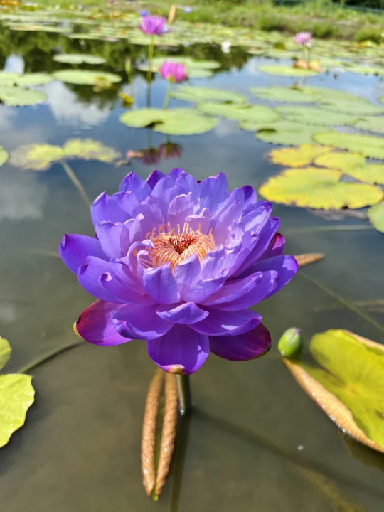澳洲睡莲
