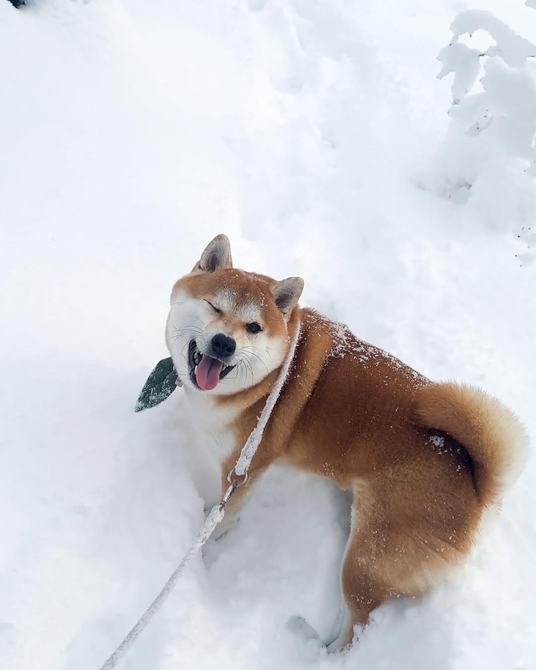 雪中小甜甜