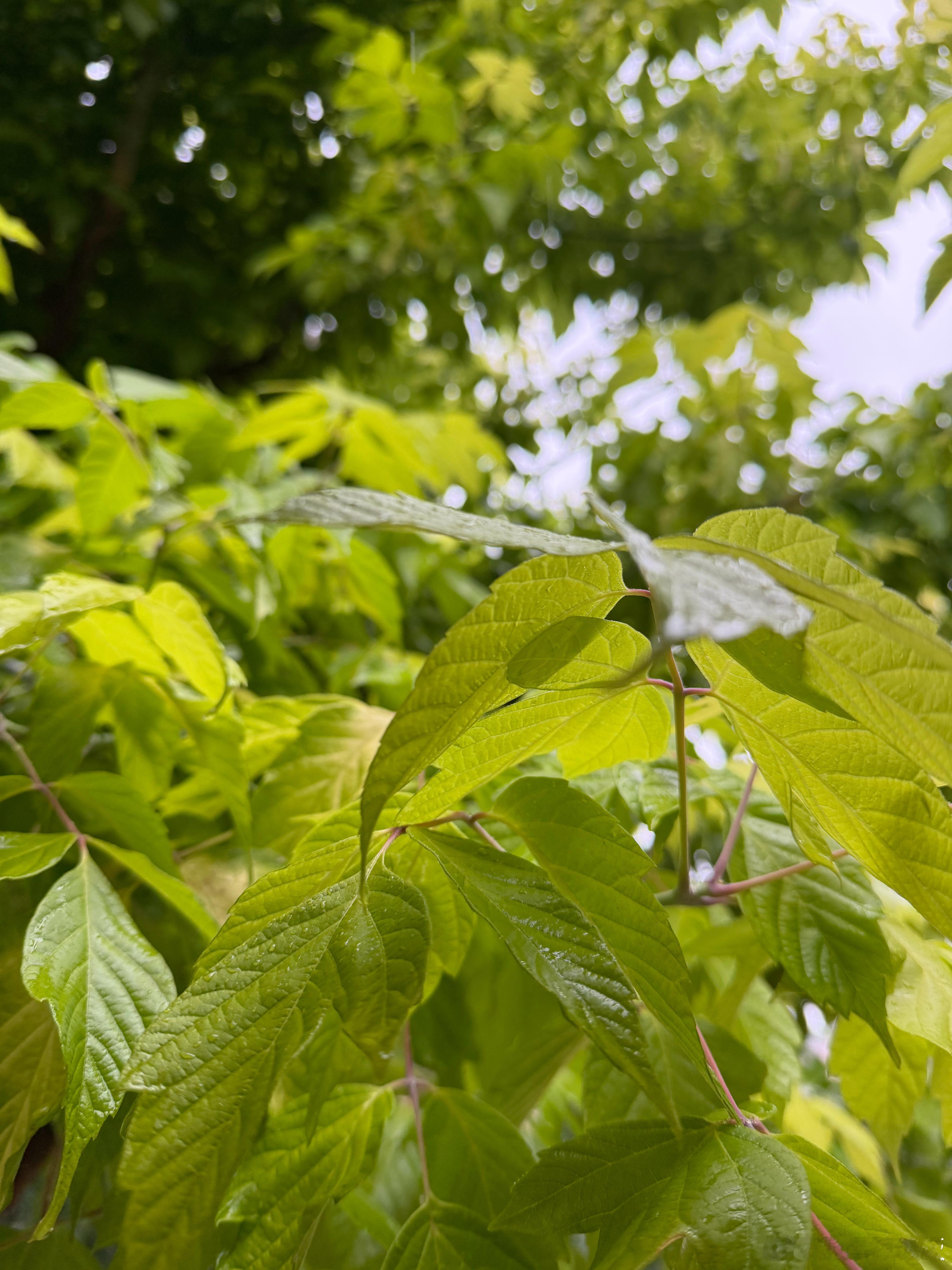 今天是个雨天出门淋湿了记录一下雨水下的树叶充满生命力怀有对生活的热才能是好的状态