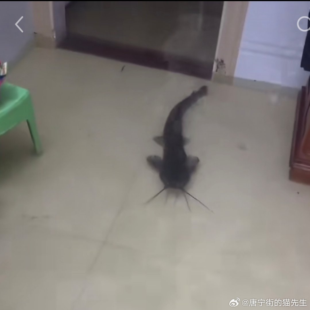 白海豚突然大拐弯快走吧，我看网友们都要在家吃上海鲜自助了 