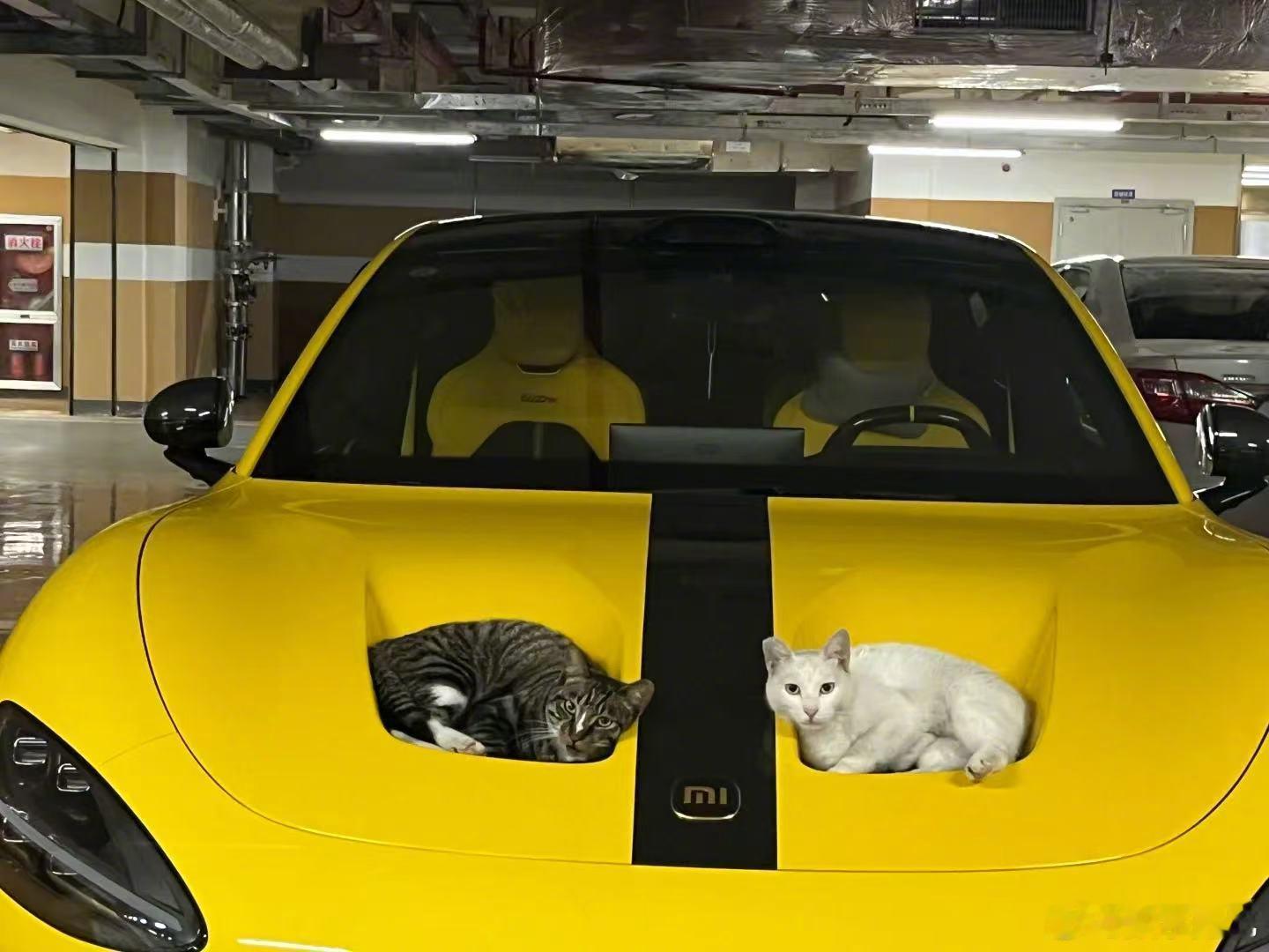 猫🐱：位置刚刚好哦[awsl]大家开车前要检查有没有猫猫，我见过趴在轮胎🛞上