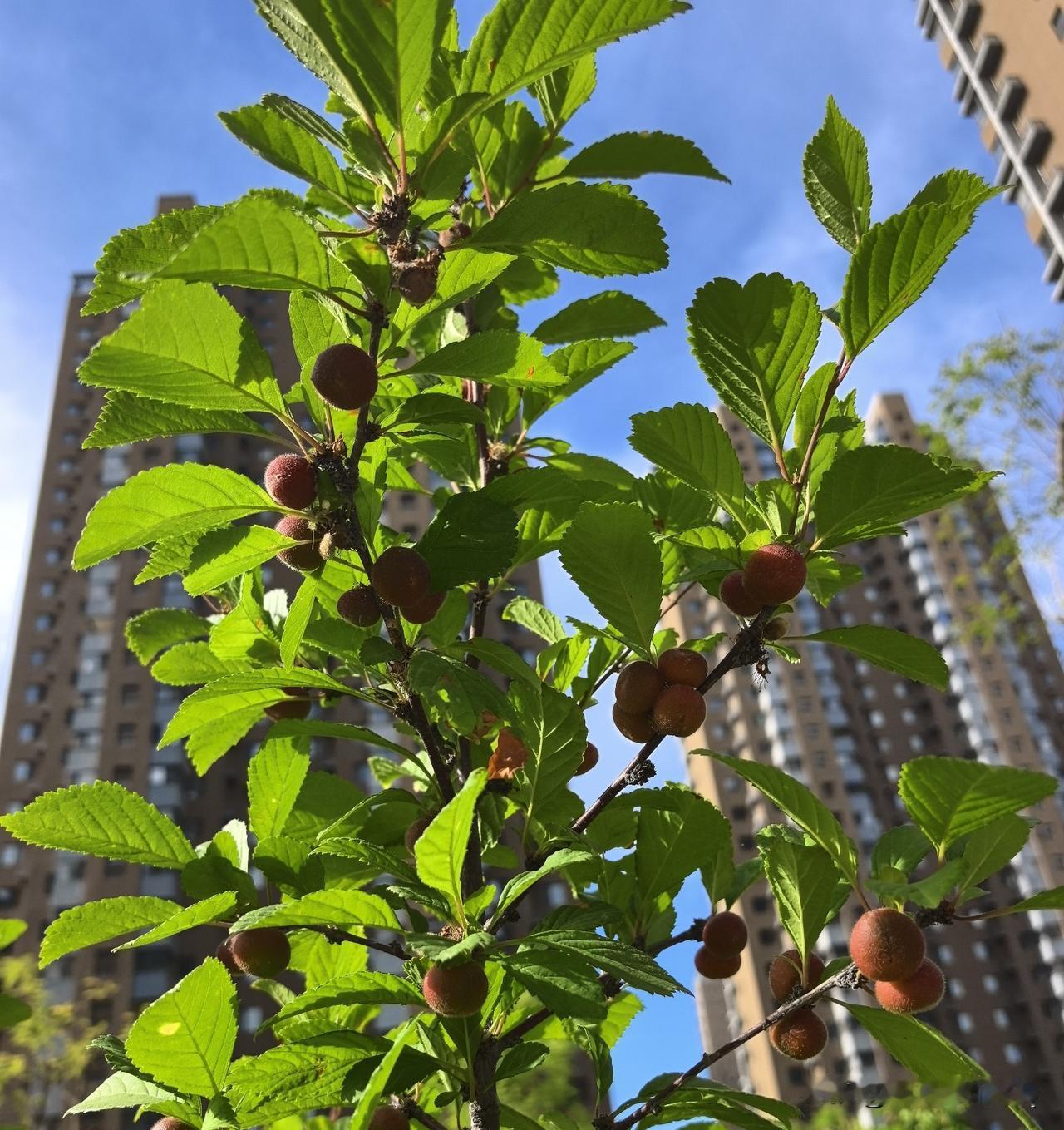 下联：荷摇碧叶摇风影
横批：四时清景
冬有飞雪凝晴色，夏有荷风送清凉，四季皆有好