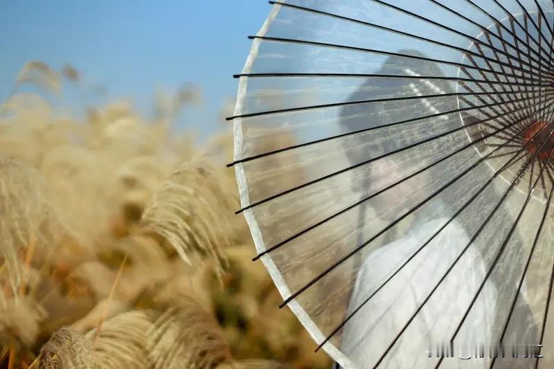 遇见此生挚爱，那感觉就像中了爱情的魔法。会有怦然心动的瞬间，就如《落在玫瑰上的星