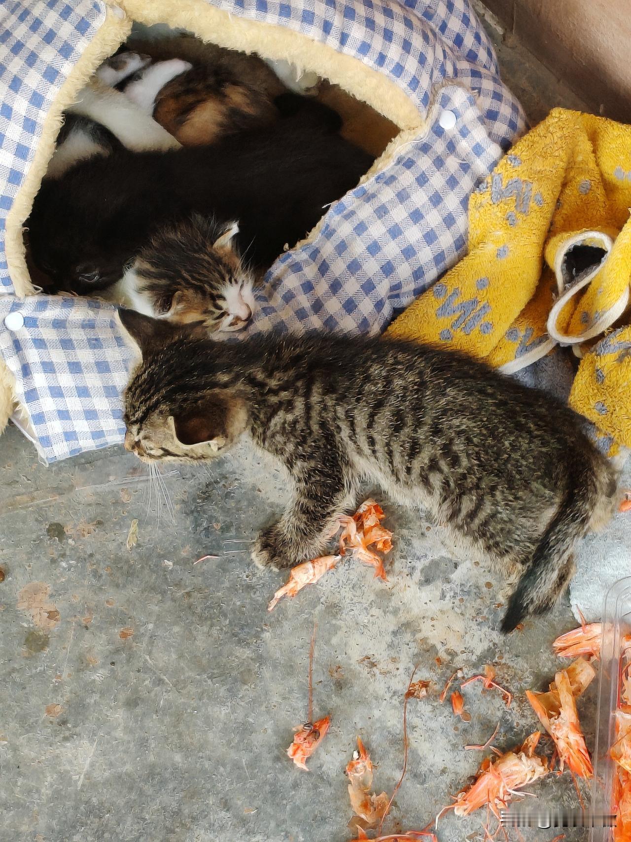 晒晒可爱的流浪猫这是一只可怜的流浪猫。不知是哪个猫生的，站在另一个流浪猫妈妈的窝