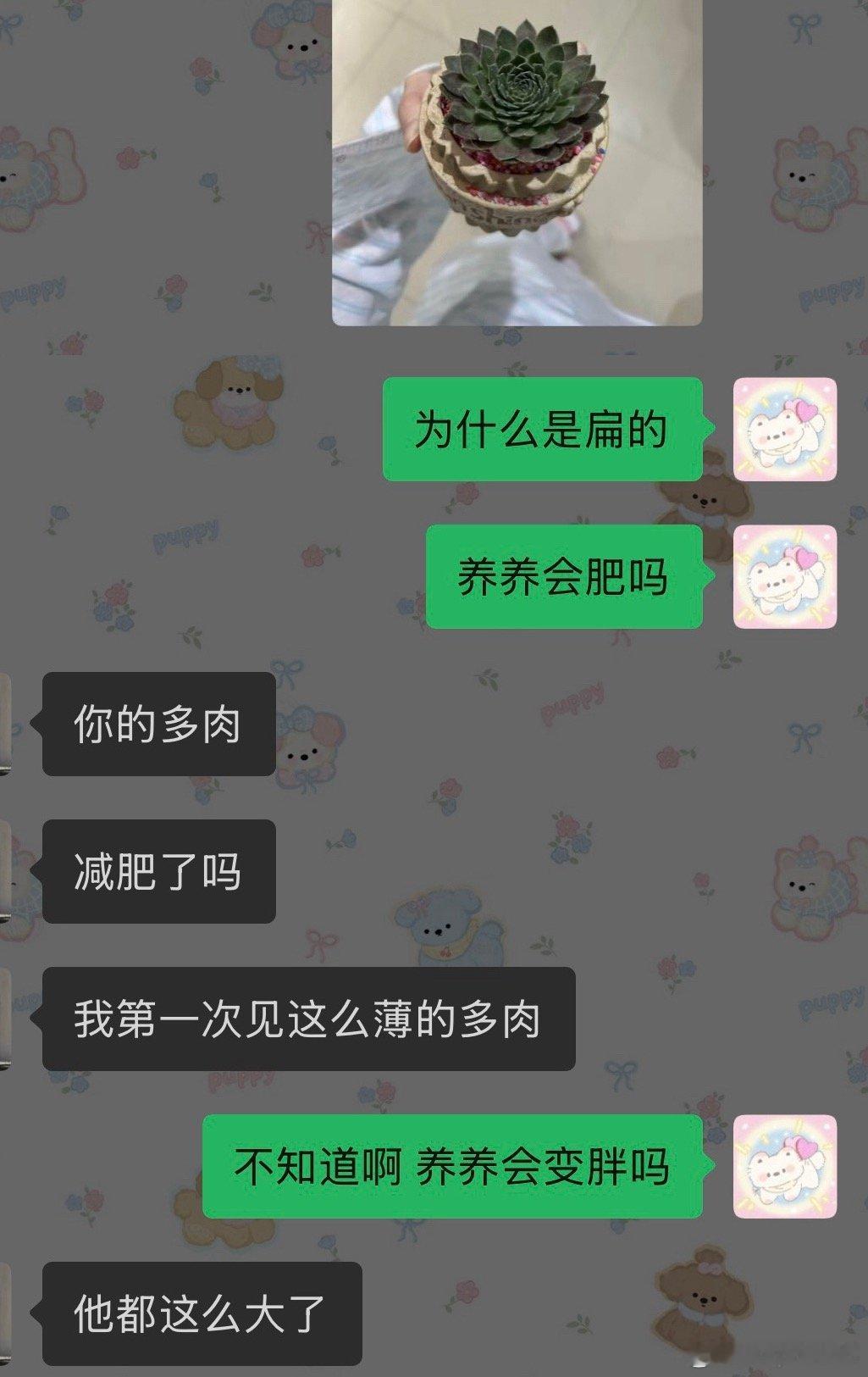 今日份难题 扁扁的多肉养养会肥吗
