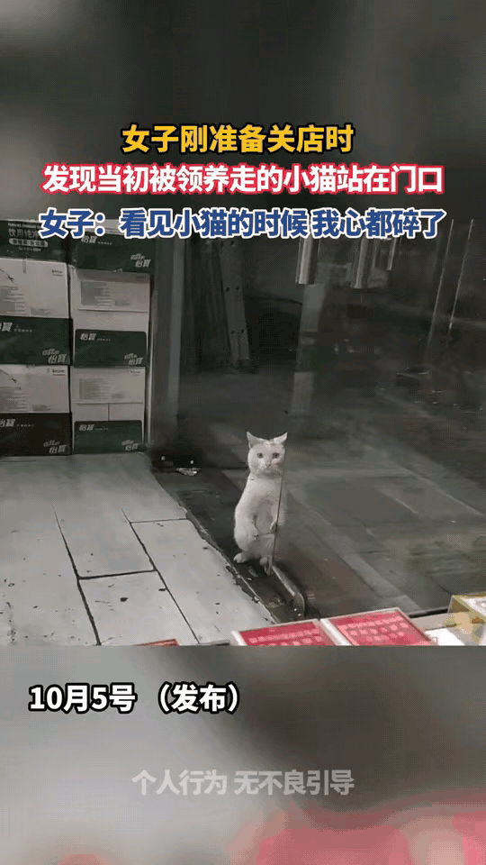 猫咪独自逃离领养家庭，长途跋涉找回旧主门店
 
女子打烊时抬头，一眼认出了门口的