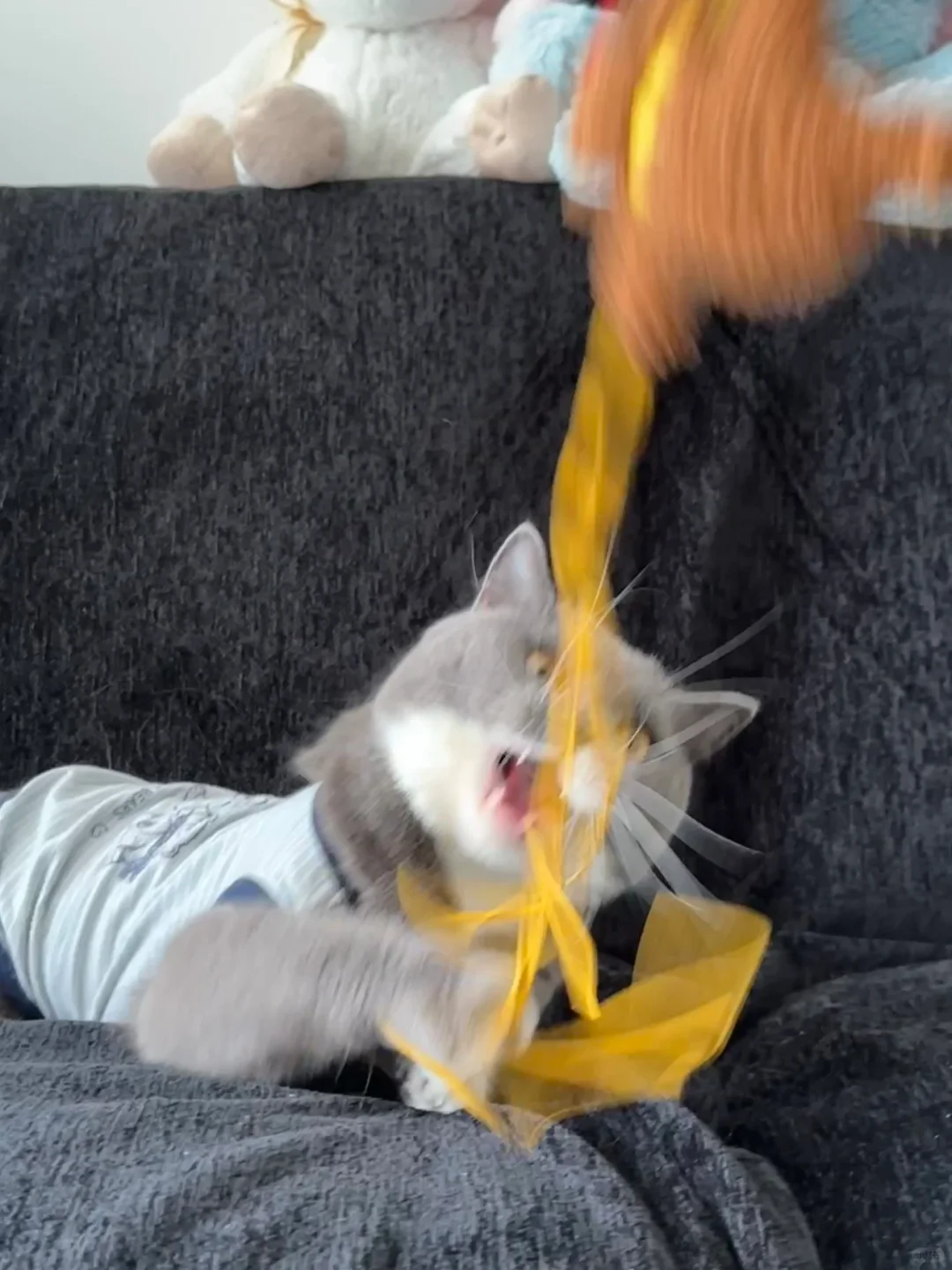 家人们！试过了！这逗猫棒已经玩疯了🤣