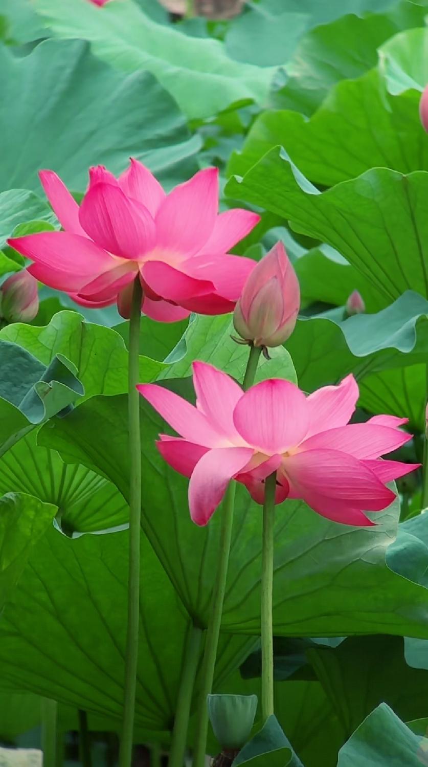 晒晒随手一拍的美丽花朵随手拍～