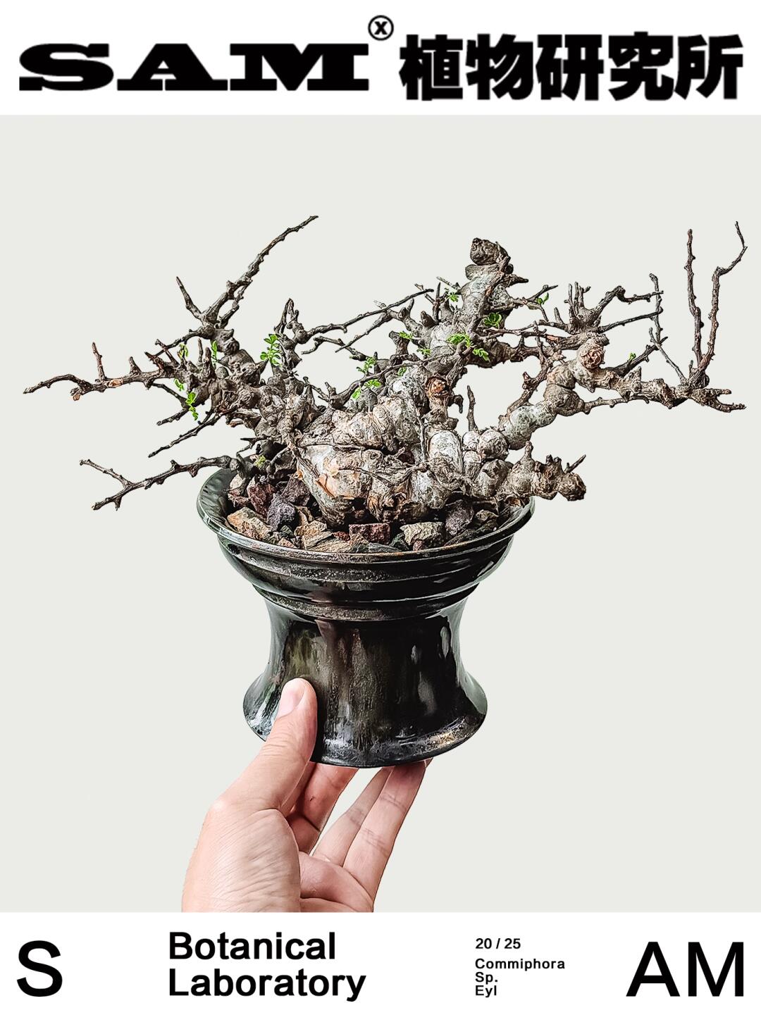 念珠橄榄｜Commiphora sp.eyl Somalia