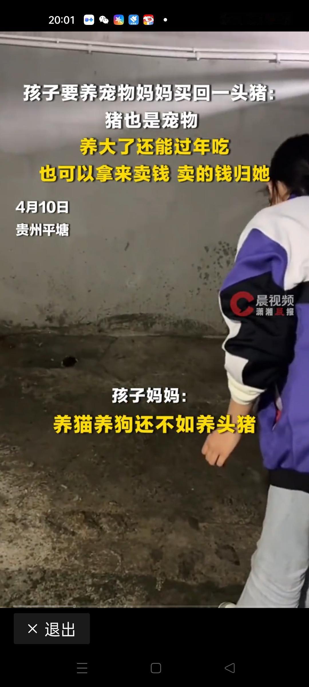 孩子要养宠物，妈妈竟然买回一头猪！这到底是宠物选择上的“奇葩”操作，还是隐藏着某