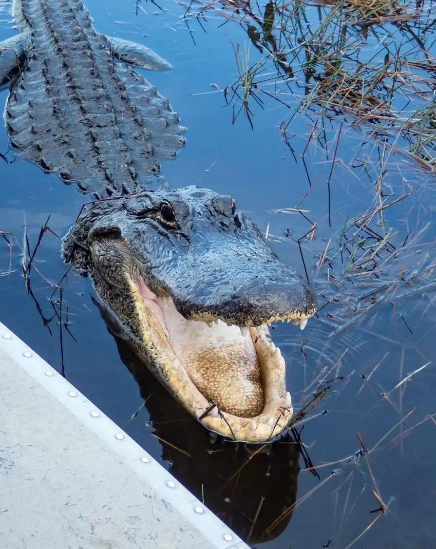 你敢信，人类最恐惧的HIV病毒，鳄鱼血竟然可以有效杀灭！
  澳大利亚科学家Br