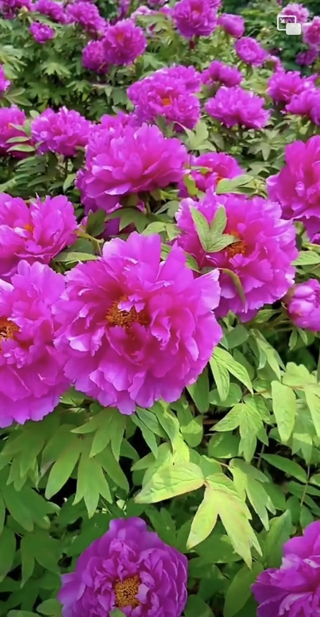 花开花落是风景，起起伏伏是人生🌼#花young世界# #从春开到秋的花# #醉