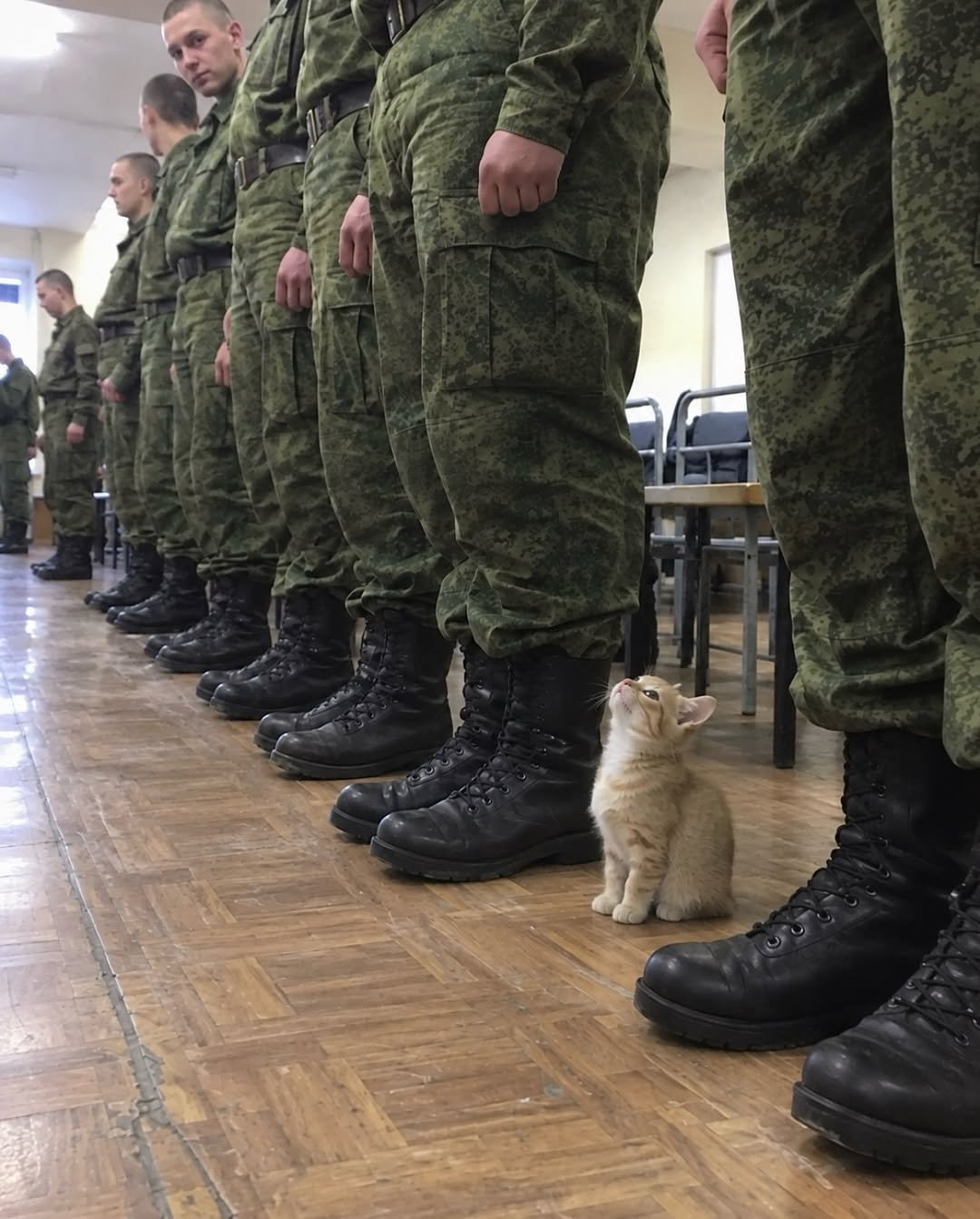 立正！小猫：收到！ ​​​