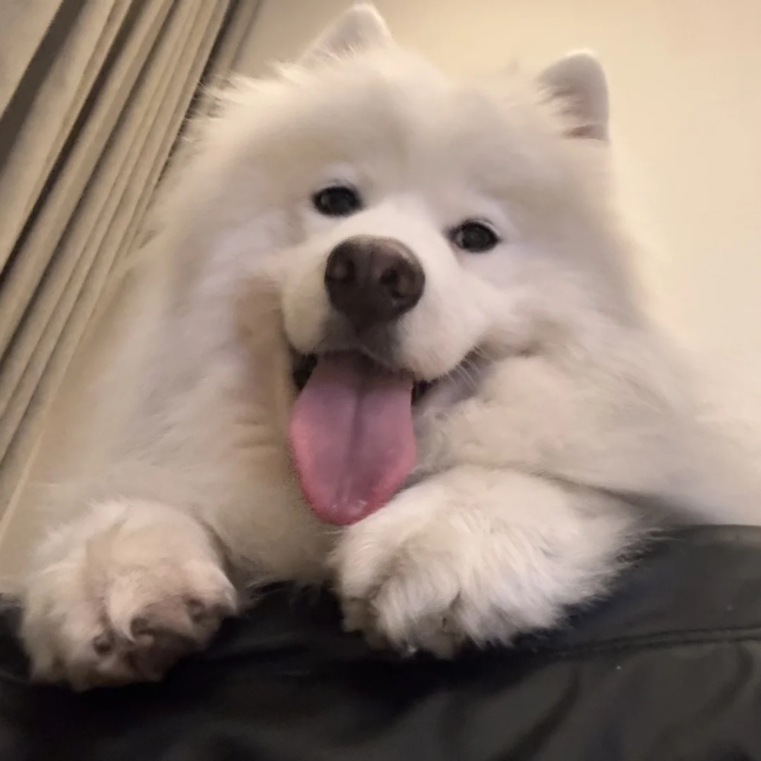 求助！狗狗闷闷不乐，不吃饭怎么办？