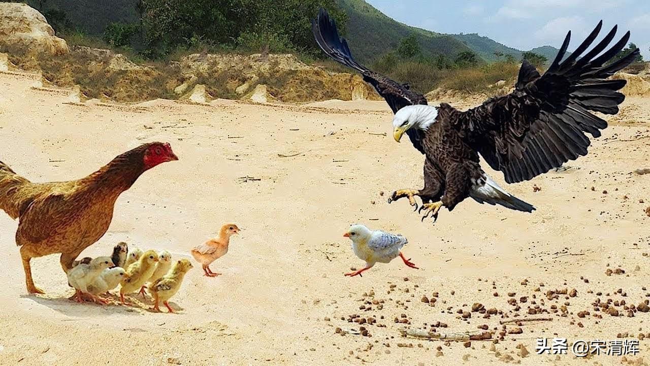 贾国龙太嫩了，对手玩的就跟老鹰捉小鸡游戏一样。