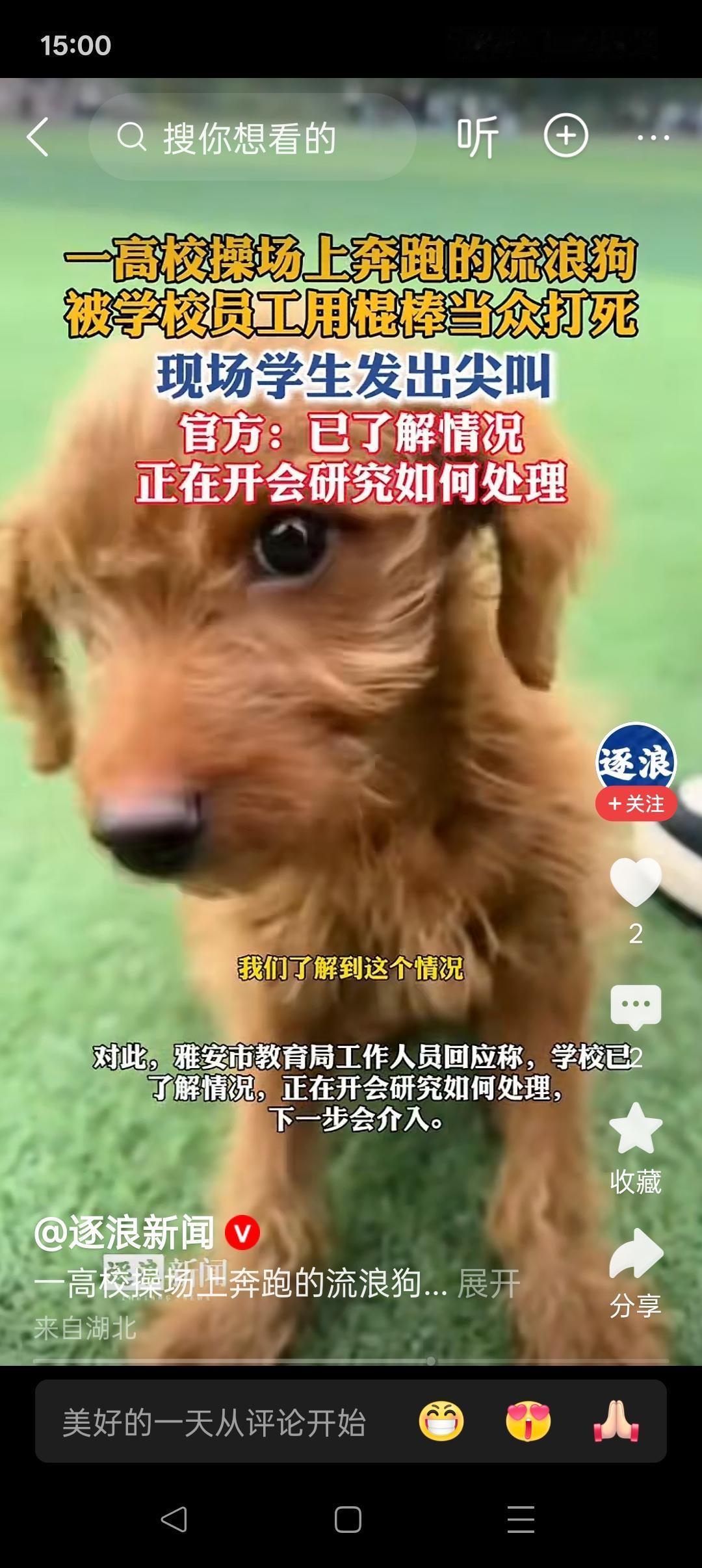 打死流窜于学校的流浪狗，调查处理个屁！

流浪狗的危险性不必多说，只要不是蠢人，