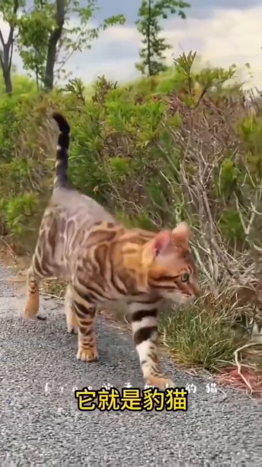 这就是吃毒蛇吃到饱的猫，它就是豹猫，比3岁儿童智商还高，一辈子只认定一个主人，性