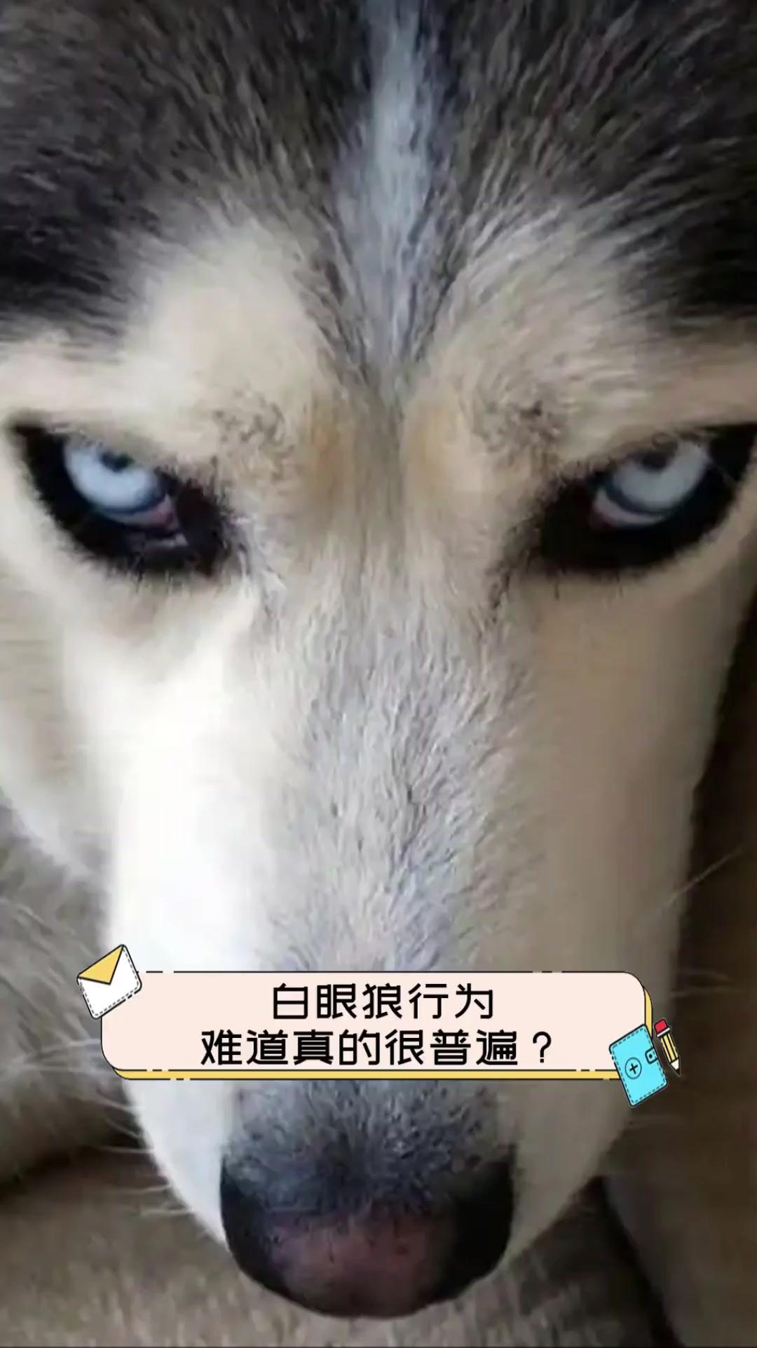 菩萨送你一只狗
你却把它当儿子养
之后逢人便说
它是你的亲儿子
可是它却从不
喊