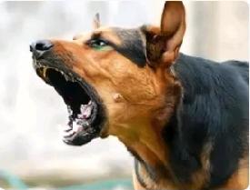 明知狂犬病死亡率极高，医生却让求医者等6小时，人心比病毒可怕
 
山西运城，一件