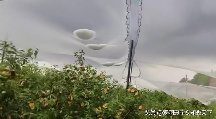 防鸟的网子没想到还有这功能，免了一场冰雹灾难啊，不然果子遭殃了！