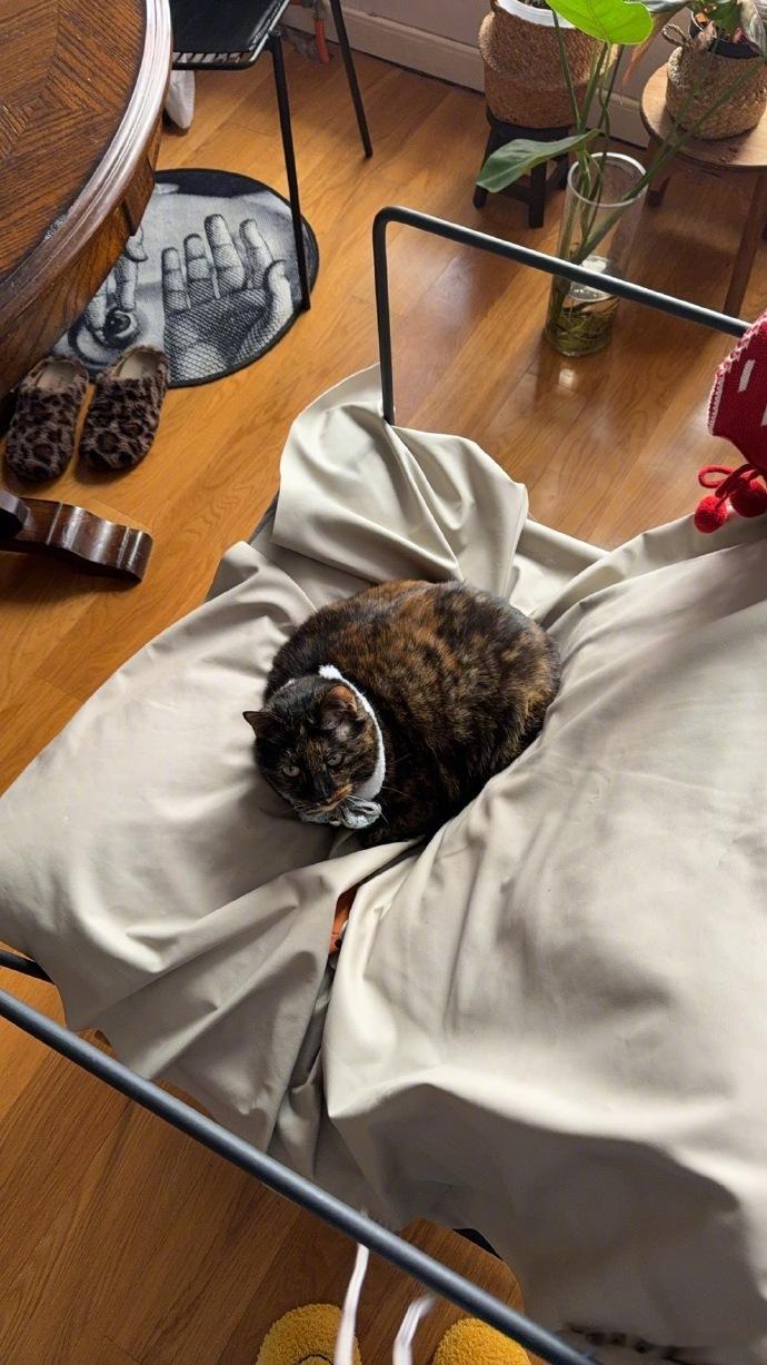 宋妍霏和猫plog  宋妍霏怼脸plog  宋妍霏分享的plog里有猫猫的陪伴，