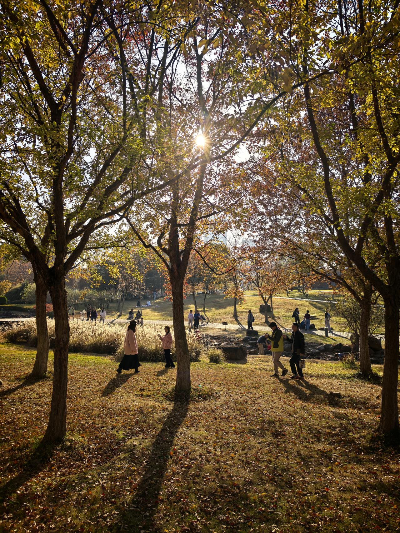苏州工业园的白塘植物园真的是个宝藏地。园内植物种类超级丰富，有上千种不同的花草树