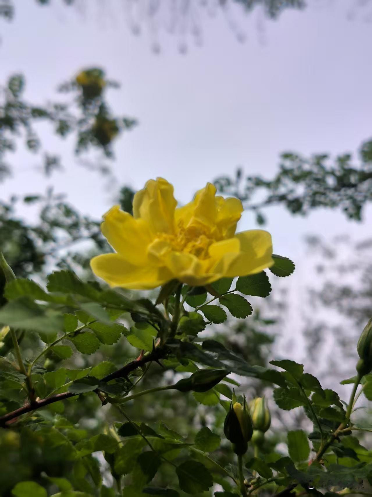 暮春时节，一些花都已凋零，重瓣黄刺玫依然盛开，虽然也有一些花朵凋谢，大部分花朵开