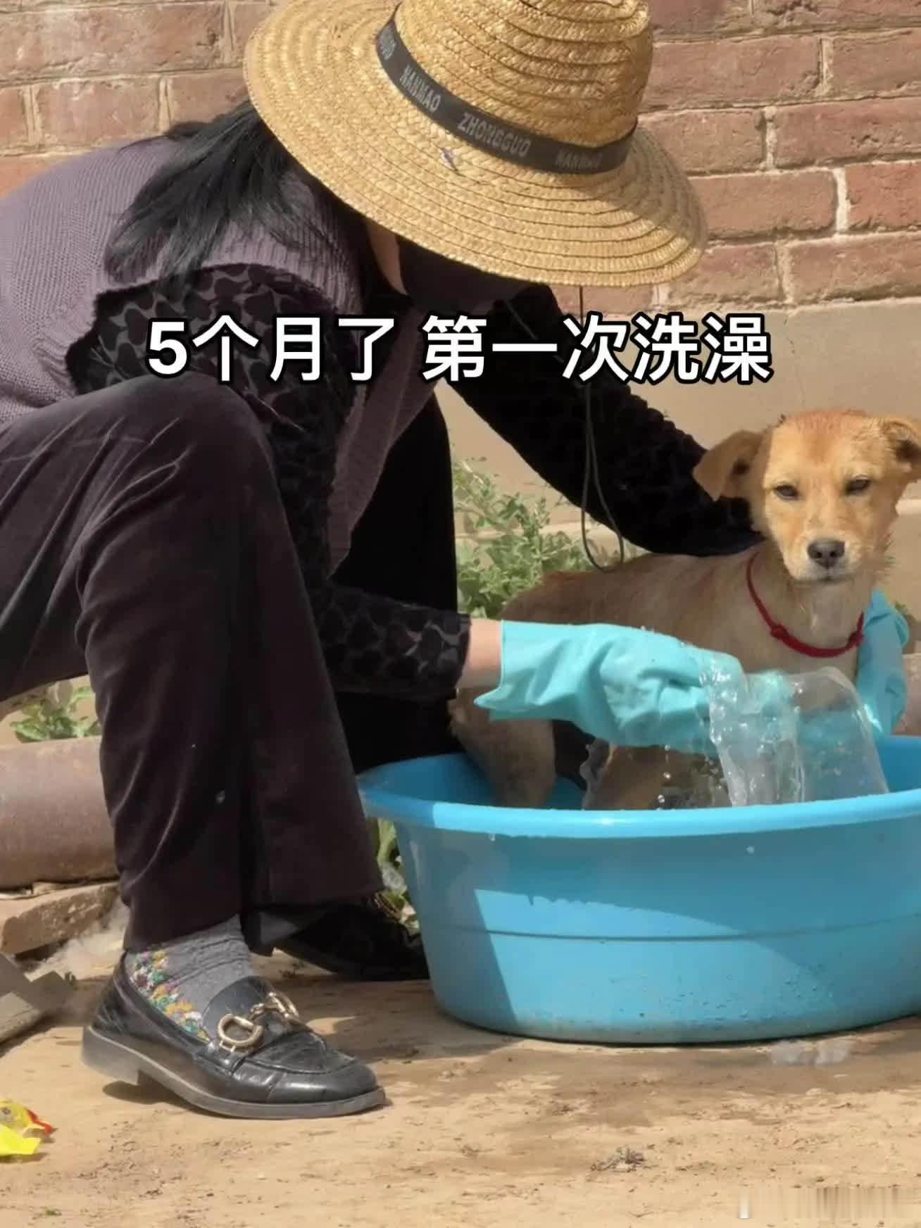 洗澡也不能耽误工作萌宠宠物
