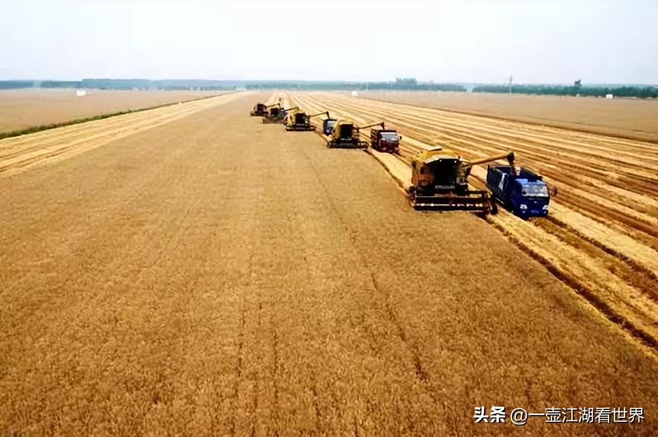 这丰收景象可不是大东北，而是乌克兰。乌克兰是农产品出口大国，它的黑土地面积比黑龙