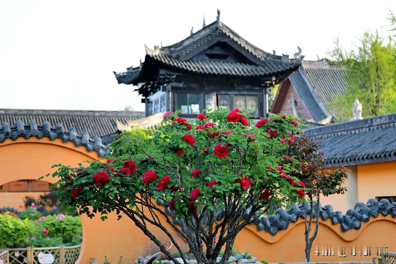 王花花给我说，这几天街上的耙耙柑街滥市了，都只卖一元一斤了，她说大爷啊，你就像那