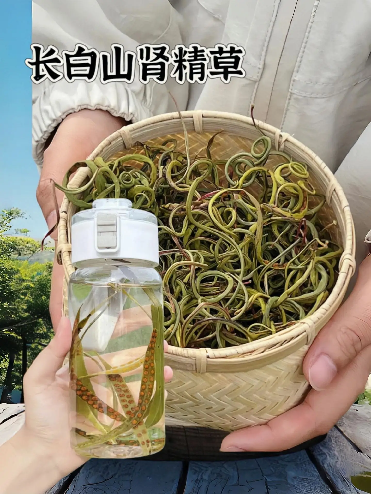 长白山肾精草深山人工采摘，无硫自然晾晒，咱这东北吉林长白山的肾经草茶...