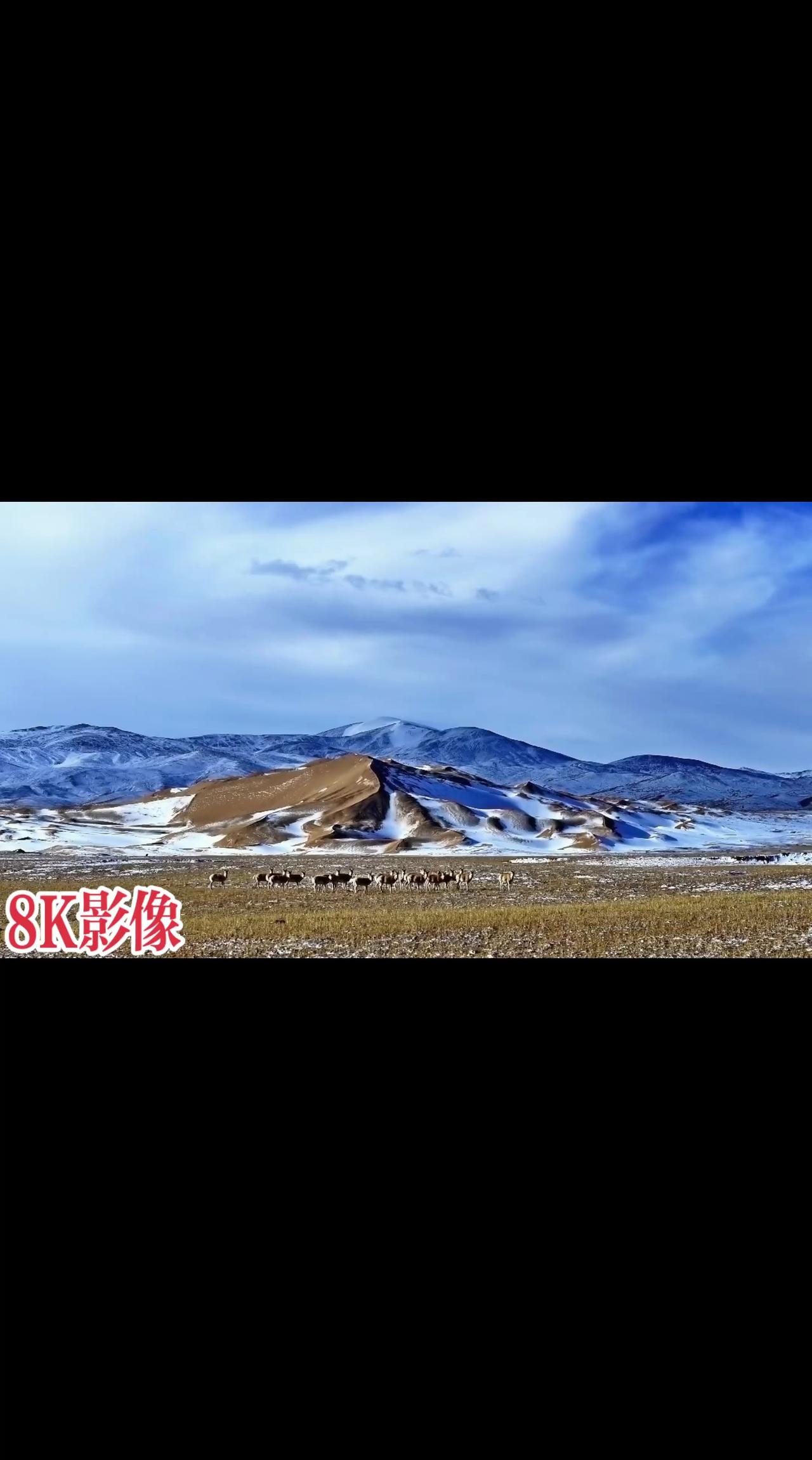 祁连山南路山连着山

祁连山国家公园 野生动物零距离