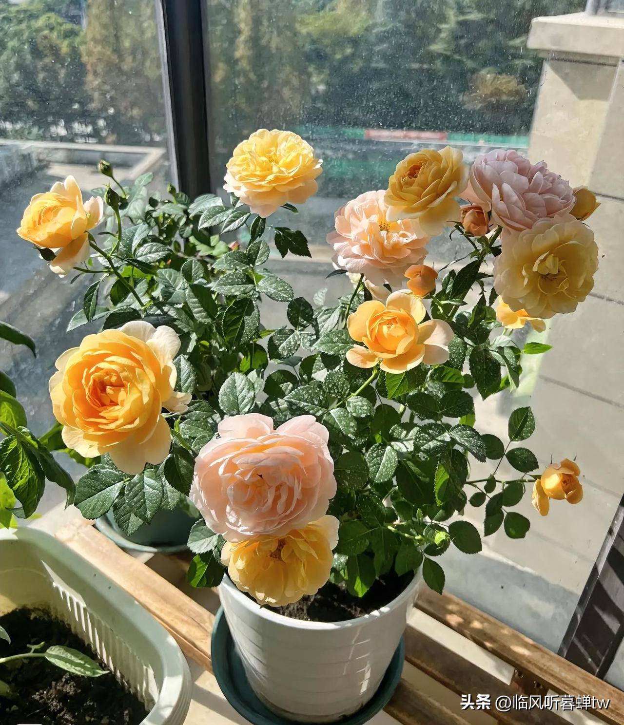 生活嘛，慢慢来，所有好运都在路上。

不慌不忙，认真过好每一天，该来的都在路上，