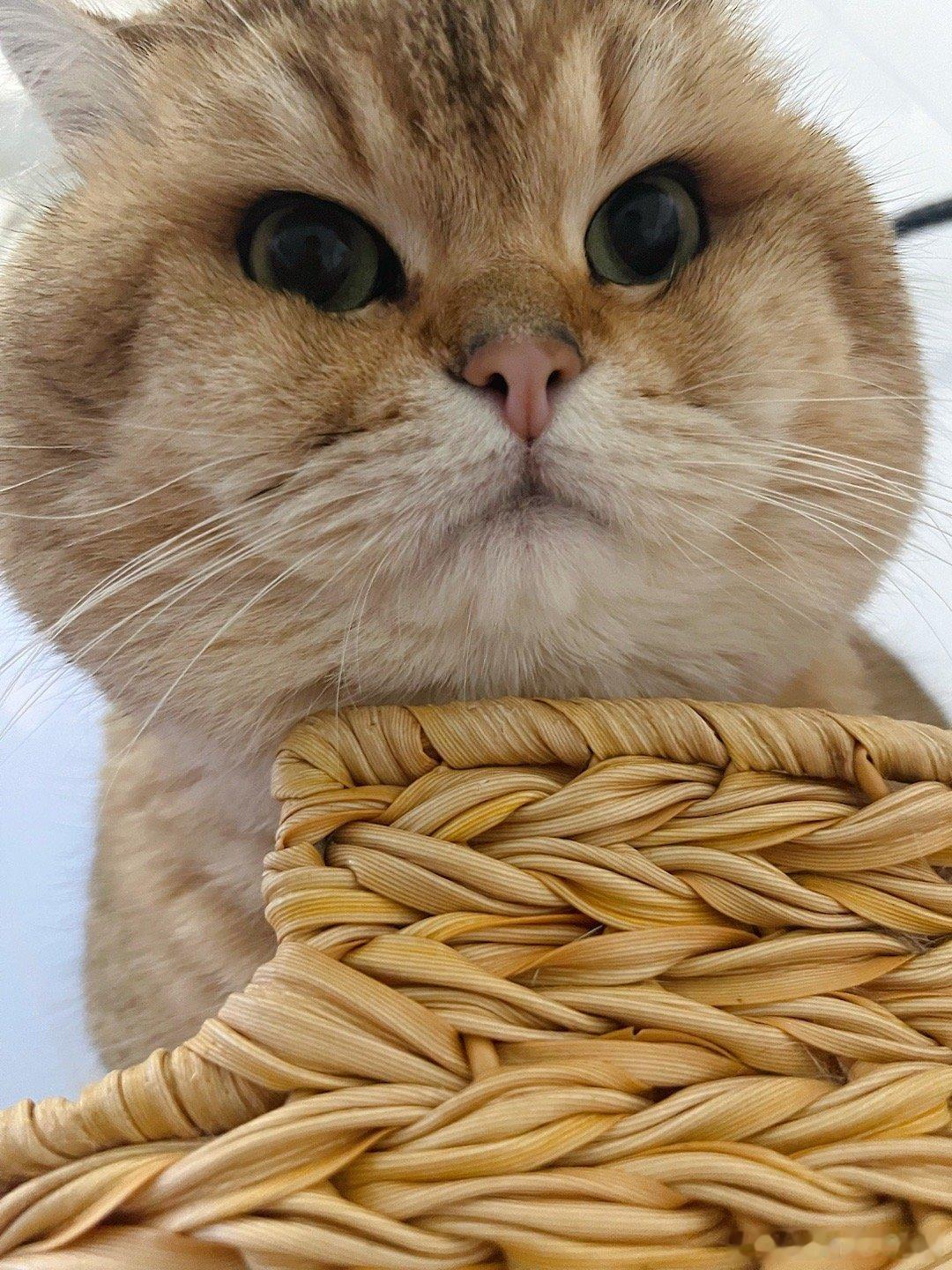 监工？ 给它铲粑粑，一抬头！#萌宠##我家有宠初成长##猫咪# ​​​