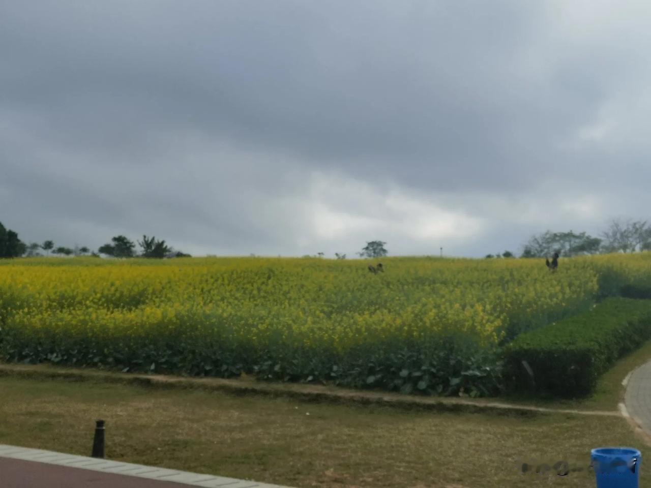 石岩环湖碧道，陌上花开，油菜花香浓郁，金桂花香沁脾！