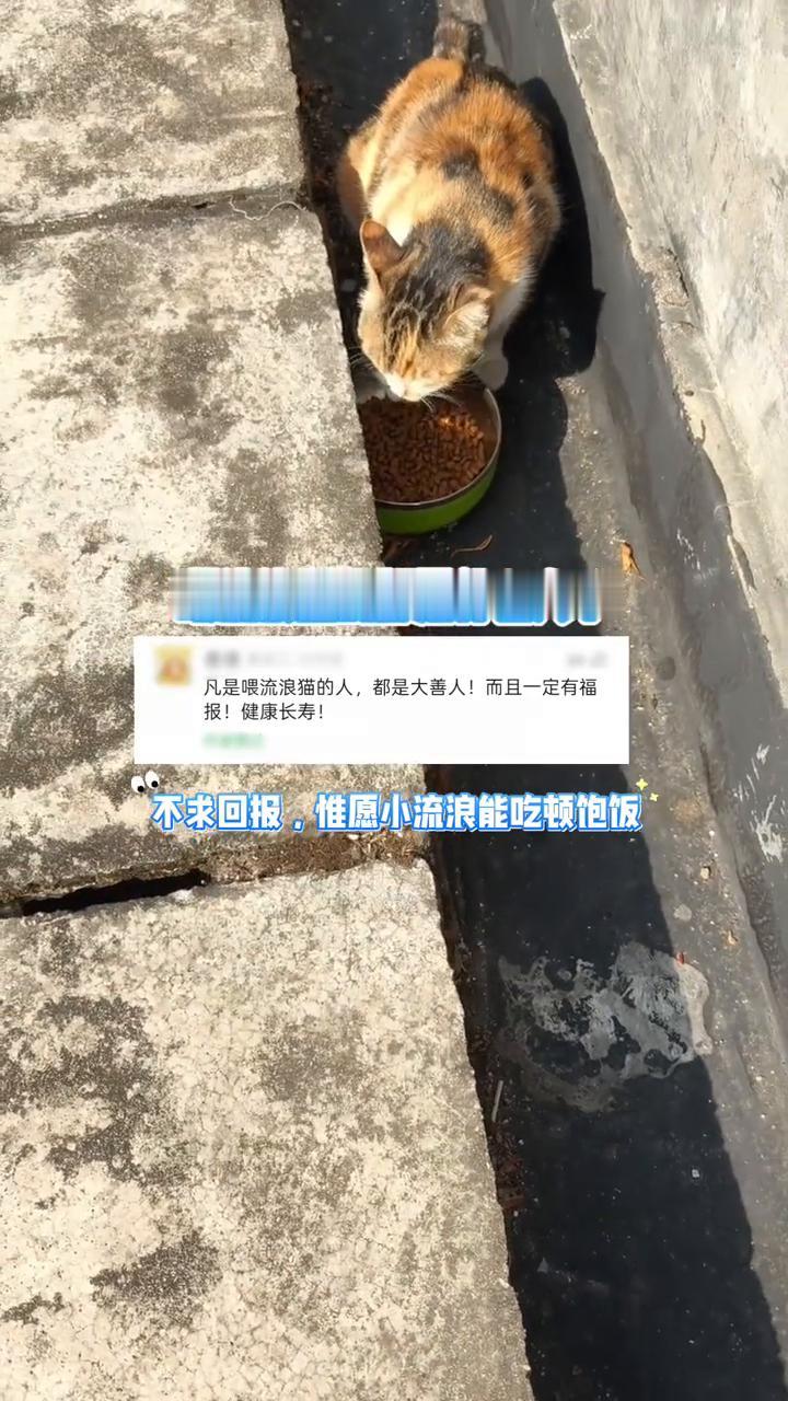 喂流浪猫的都是什么人？
凡是喂流浪猫的人都是大善人，而且一定有福报，健康长寿。不