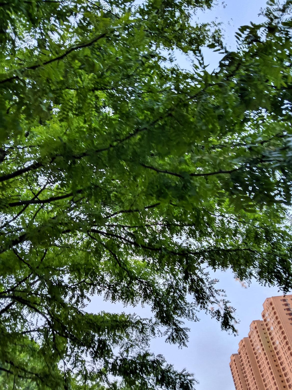 绿树阴中见高楼，繁华似锦映晴空。