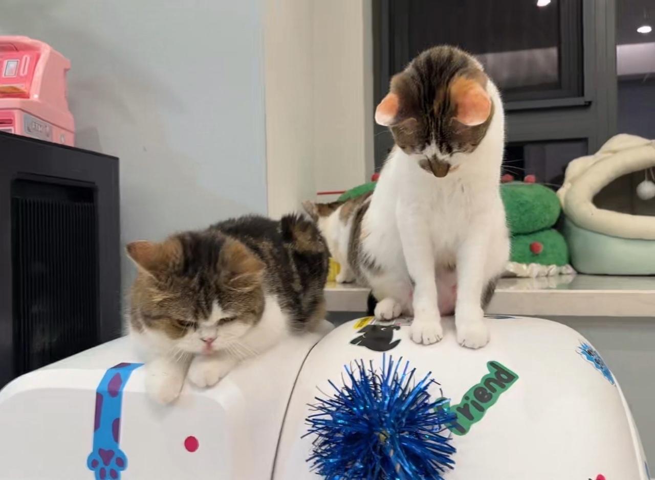 老逗猫棒的告别秀，使命完美完成。