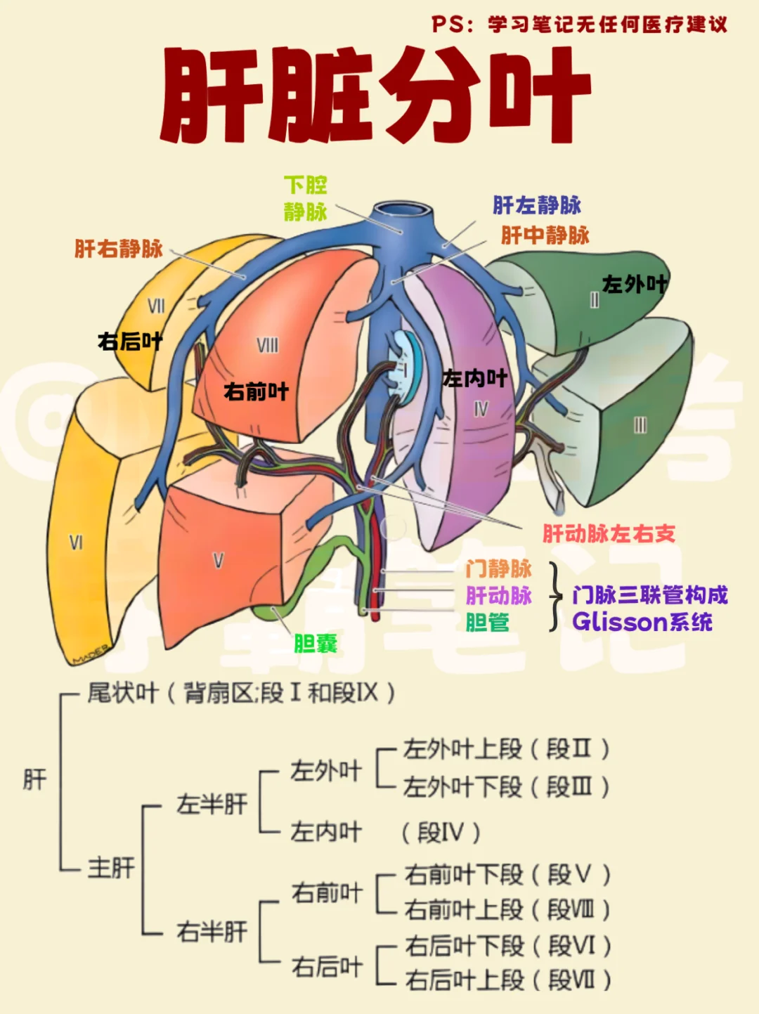 医学生笔记📒｜肝脏分叶👆