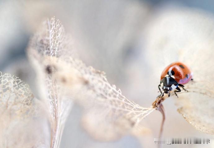 【微距生态摄影作品】
摄影师：Mandy Disher