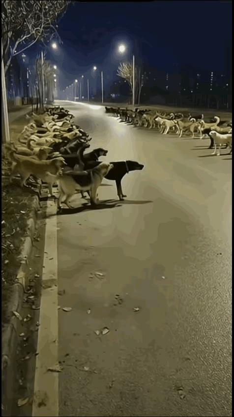 都法治社会了还敢打群架？