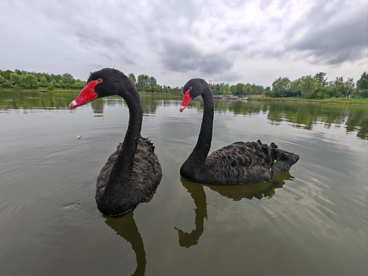 什么？黑天鹅被偷走吃掉[震惊]
12月31日大连儿童公园一只公黑天鹅被偷，剩下一