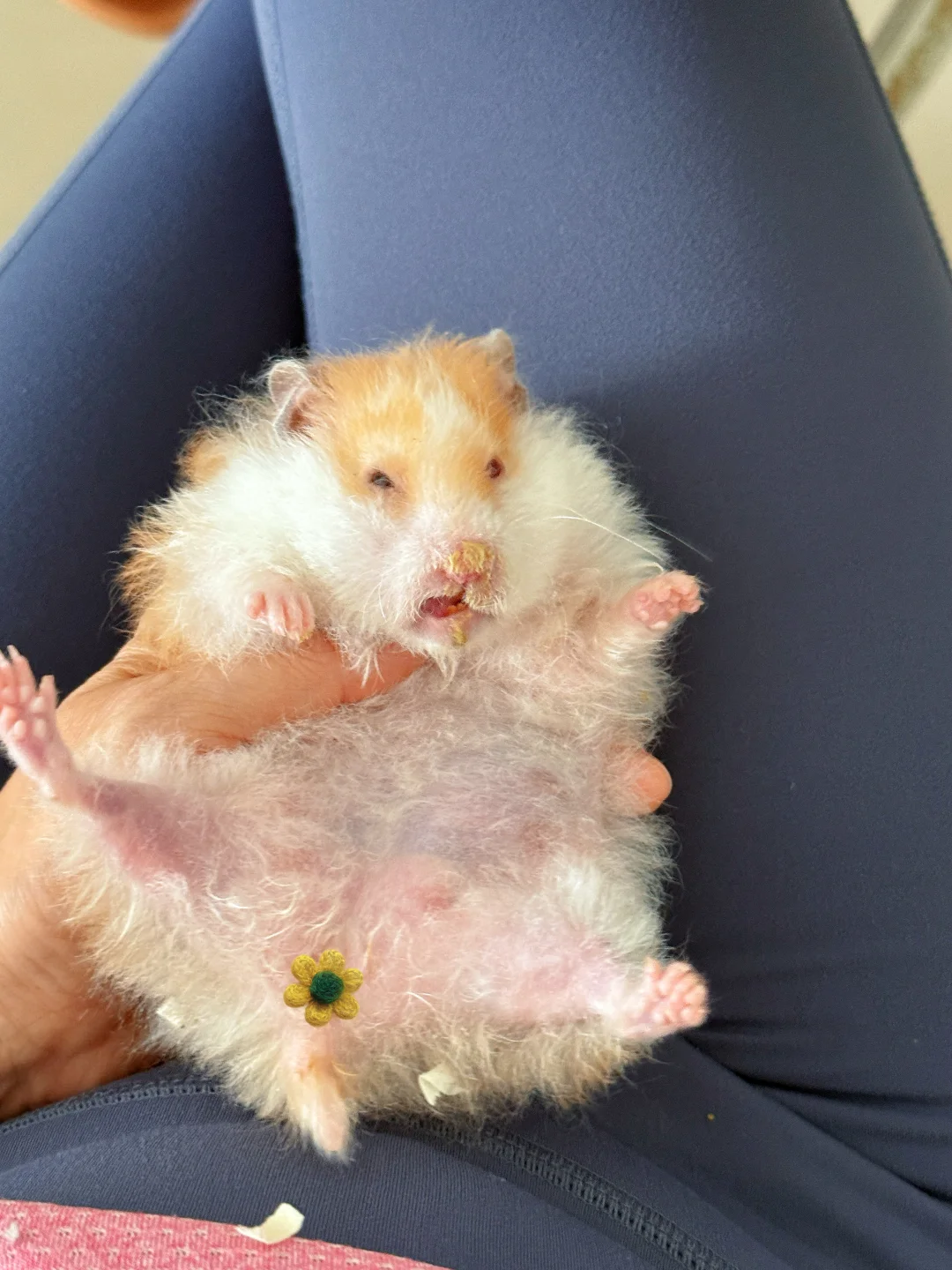 丑鼠大赛，靓鼠请绕过