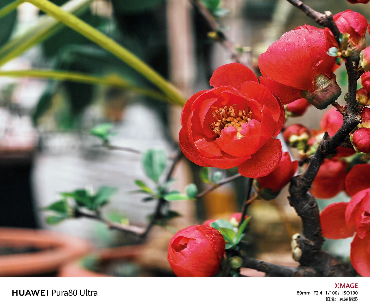 华为Pura 80 Ultra手机里春色：贴根海棠之美
贴梗海棠，宛如春日里的一