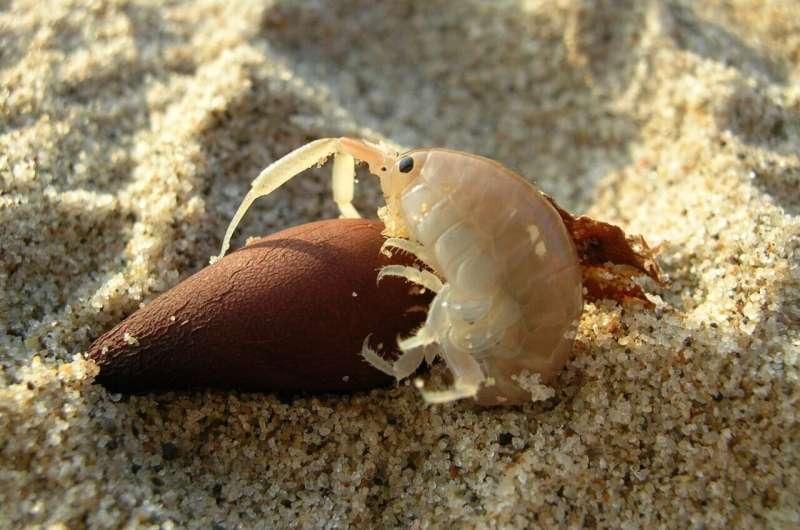沙滩上的隐形工程师：小虾搬沙如河流

你以为沙滩只是被海浪和风雕刻的吗？错了。脚